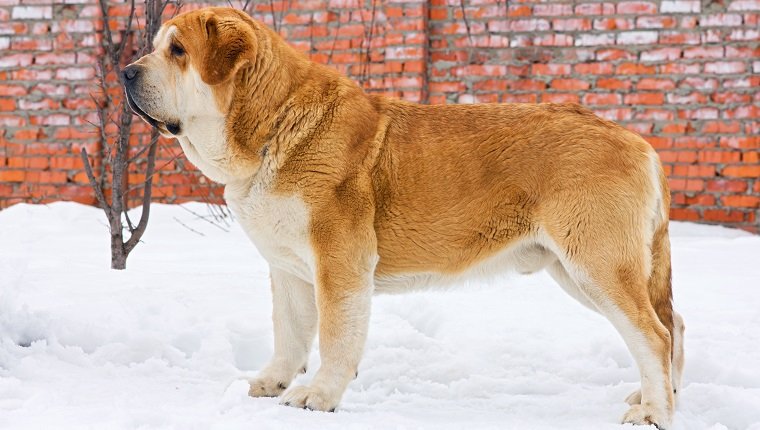 Spanish Mastiff Dog