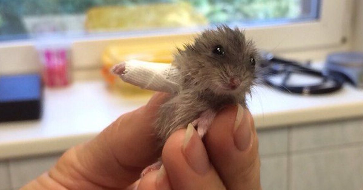 This Tiny cute Hamster 