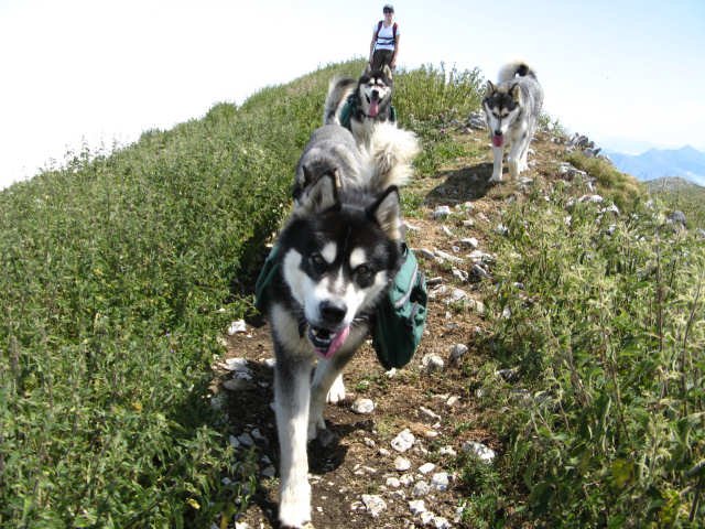 ways to calm a Siberian husky 