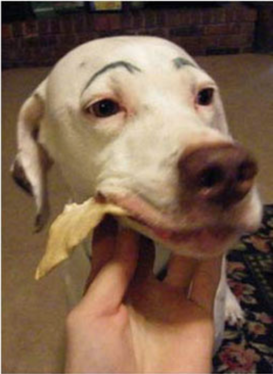 If dogs Would Have Eyebrows