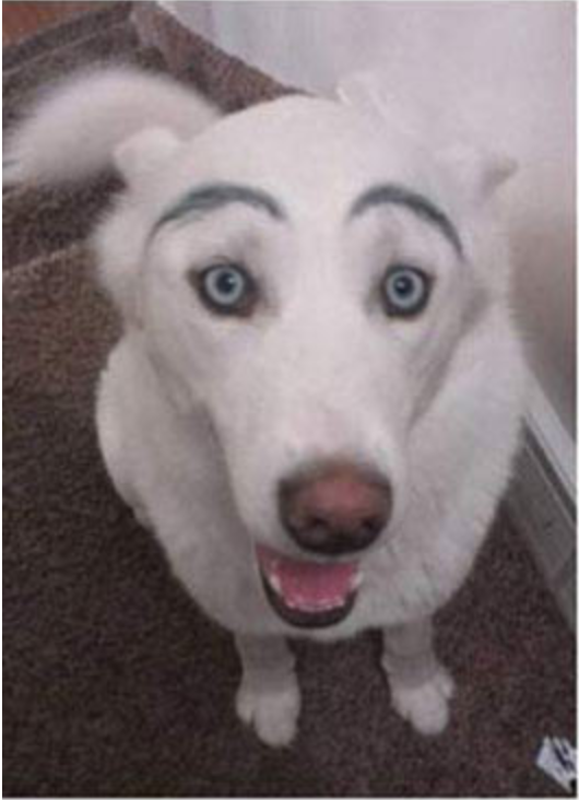 If dogs Would Have Eyebrows