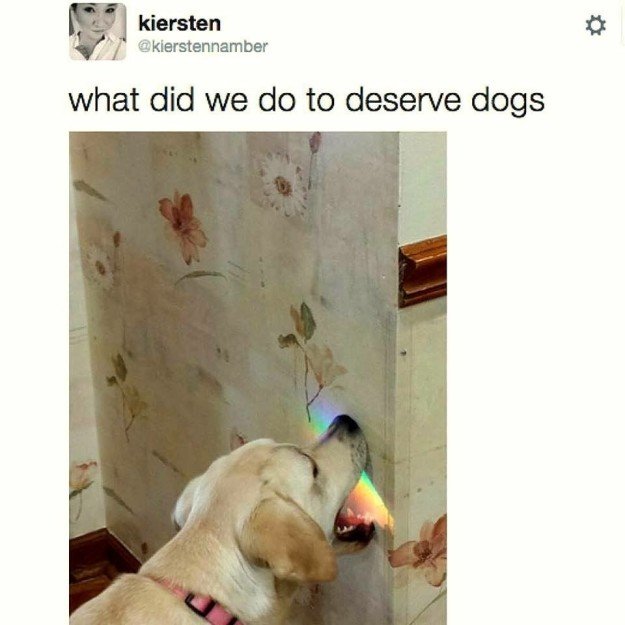 we don't deserve dogs 