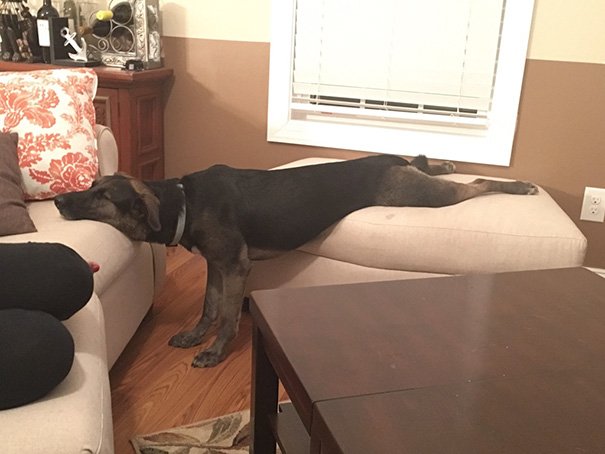 Dogs who will sleep wherever