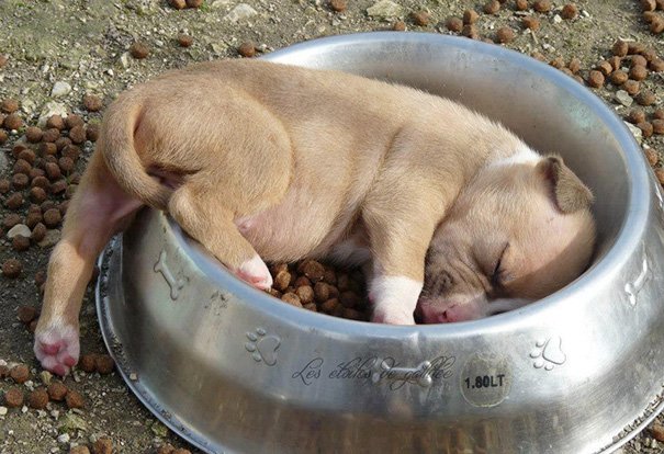 Dogs who will sleep wherever