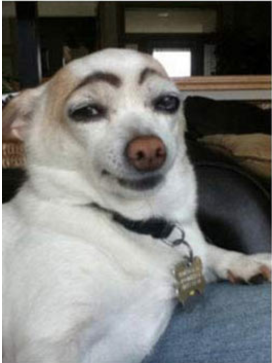 If dogs Would Have Eyebrows