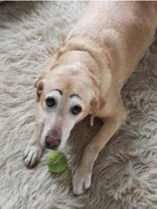 If dogs Would Have Eyebrows