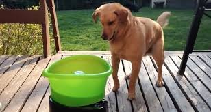 Labrador Dog Goes Crazy for Self-Fetch Toy