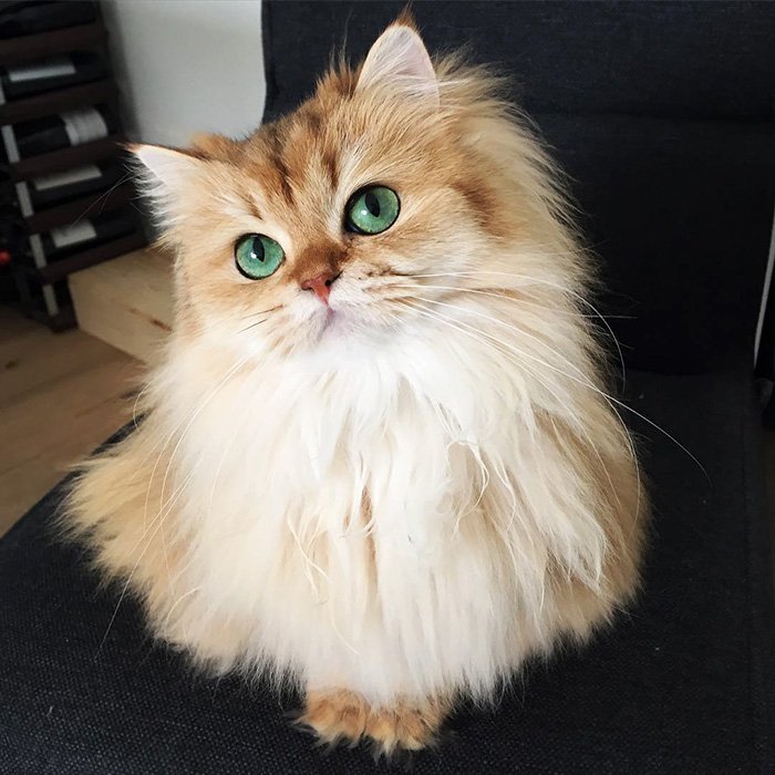 Most beautiful cats 