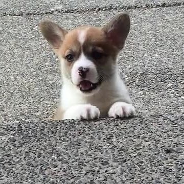 Corgi Puppy Attempts To Climb Steps