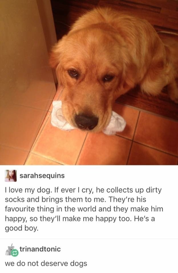 we don't deserve dogs 