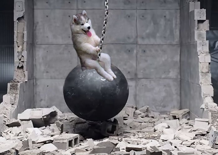 Husky Gets Stuck On Coconut Tree