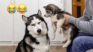 hilarious dogs 