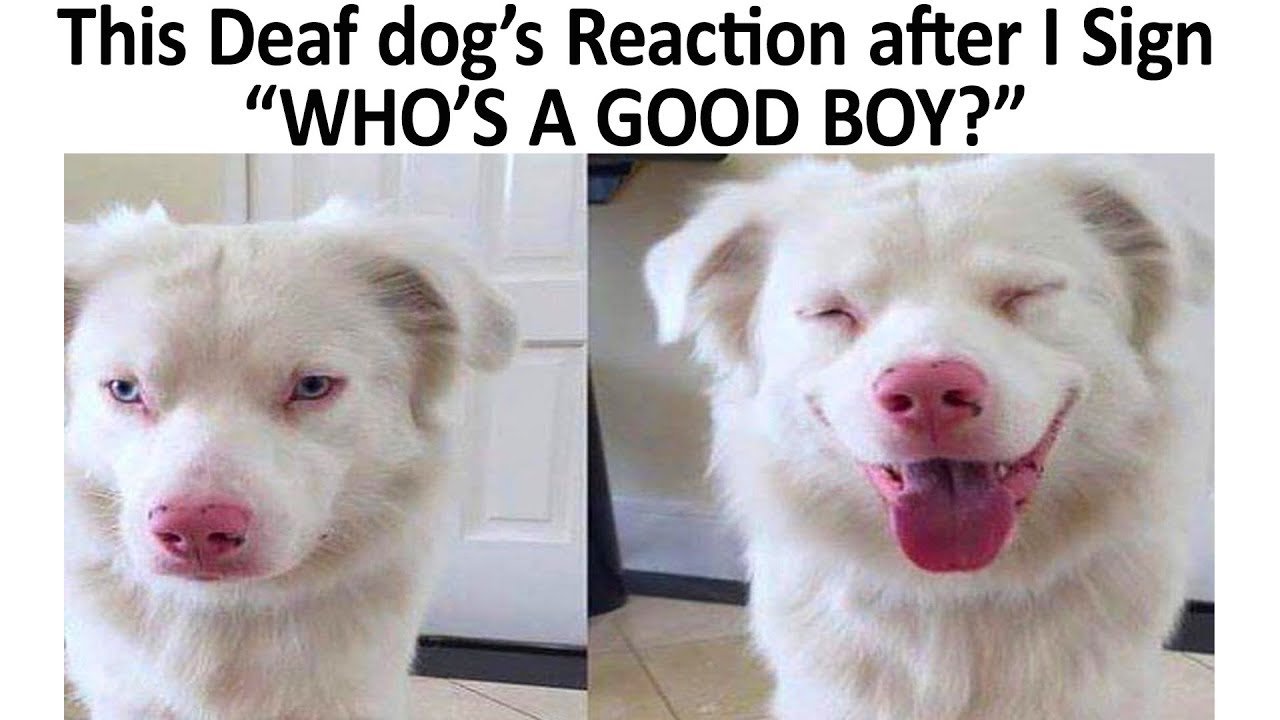 Funny Dog Reactions