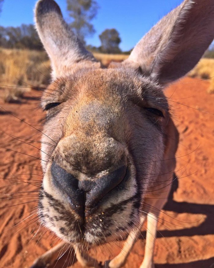 Rescued Kangaroo 