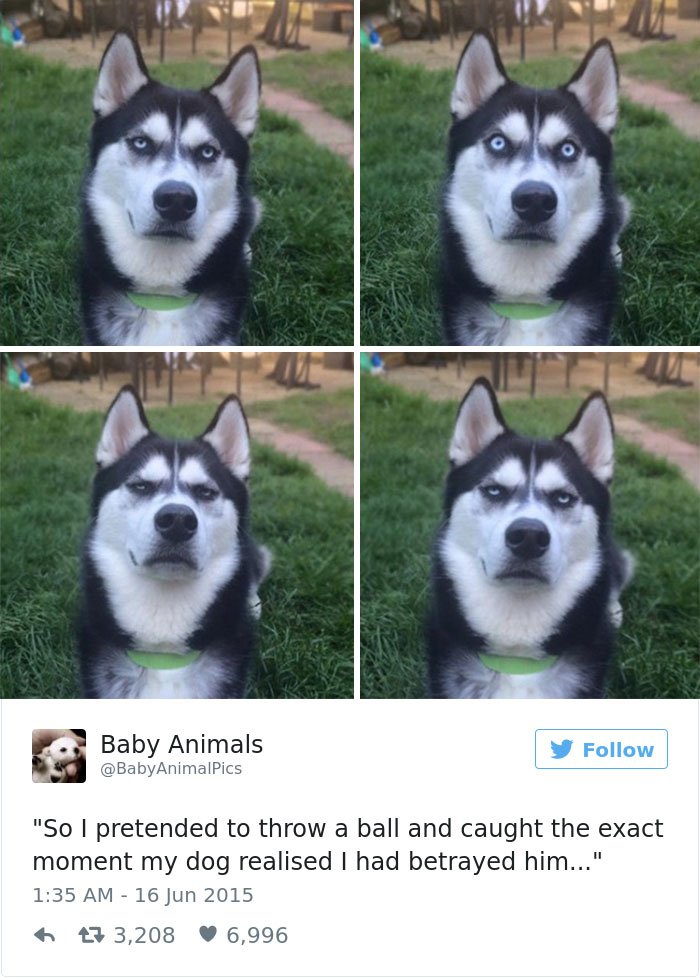 Most Hilarious Posts About Huskies