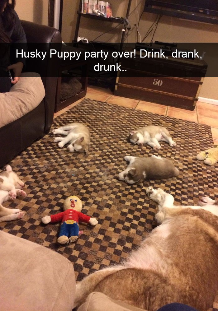 Most Hilarious Posts About Huskies