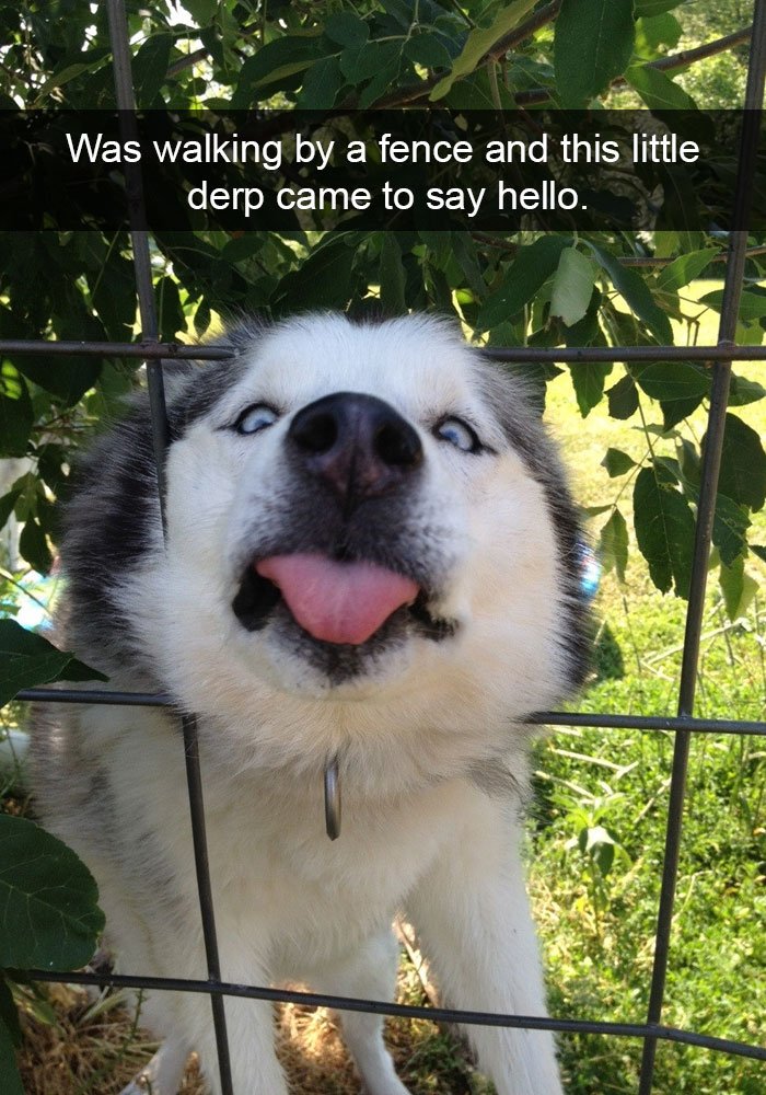 Funny Pictures About Huskies