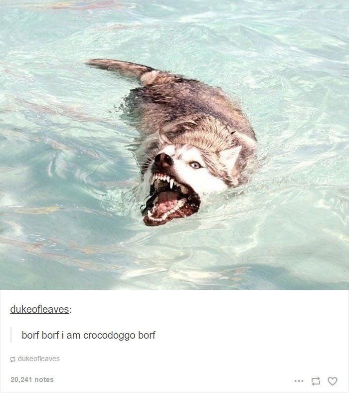 Husky Shark