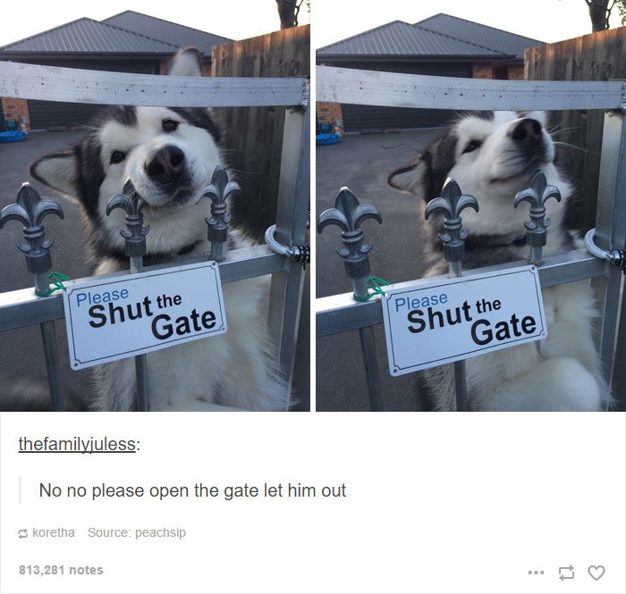 Be aware of the dog