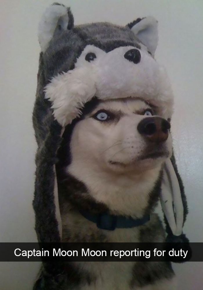 husky hat