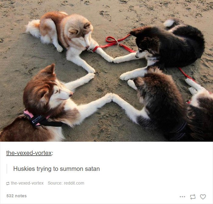 Most Hilarious Posts About Huskies