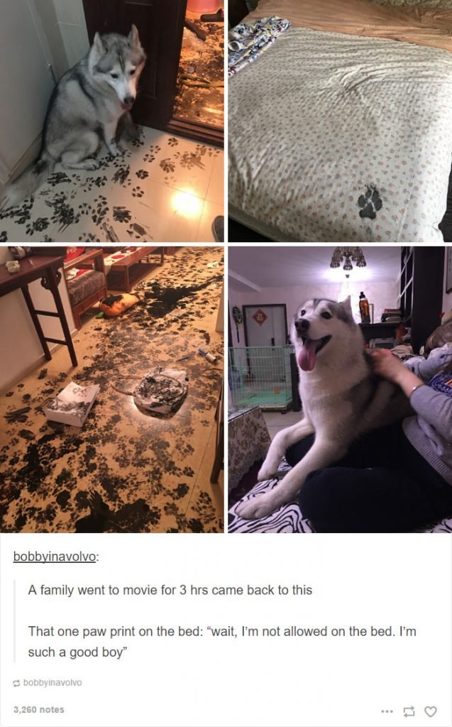 Most Hilarious Posts About Huskies