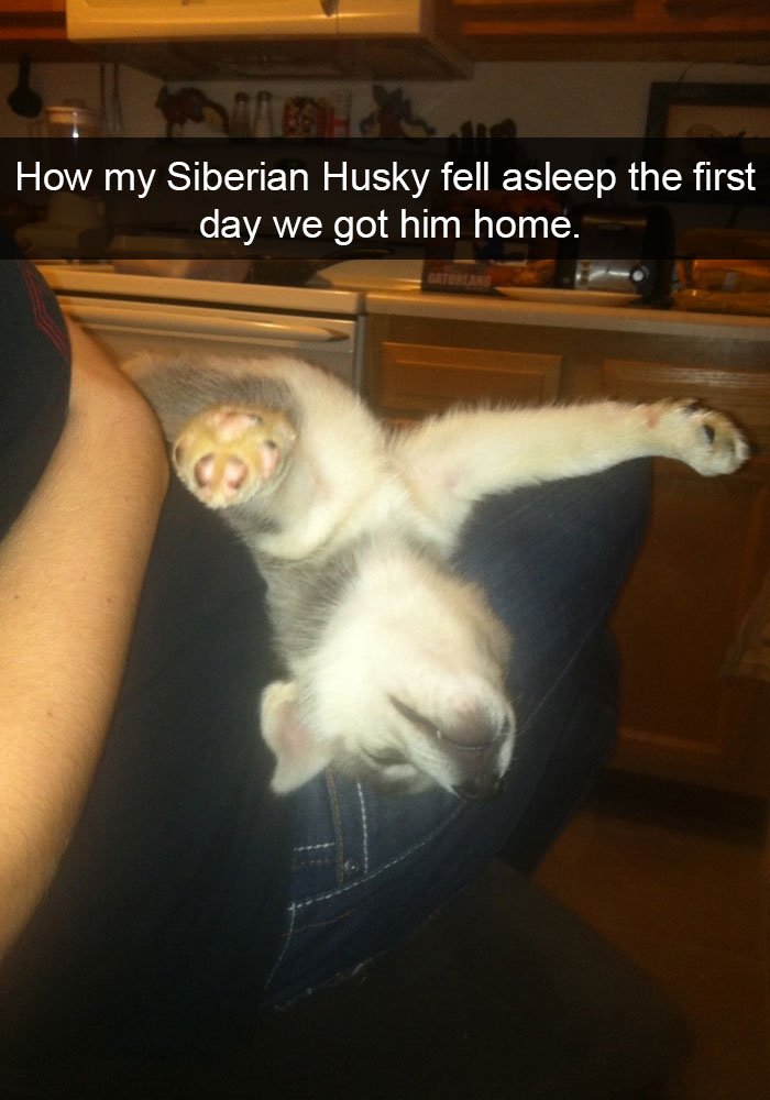 Most Hilarious Posts About Huskies
