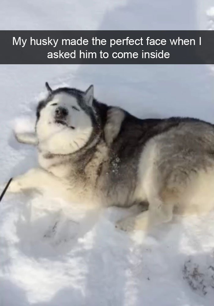 Most Hilarious Posts About Huskies