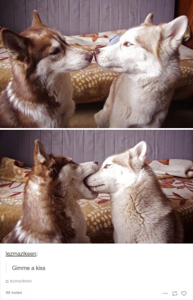 Most Hilarious Posts About Huskies