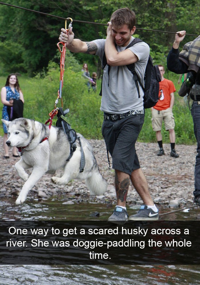 Hilarious Posts About Huskies