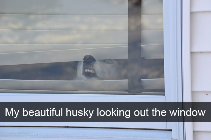 Hilarious Posts About Huskies
