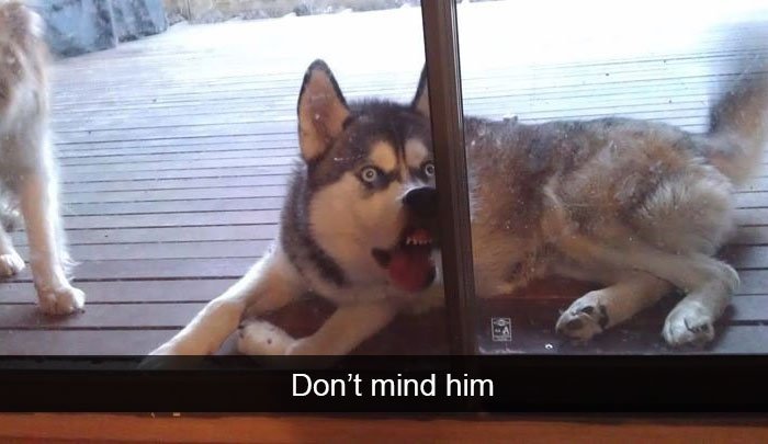 Most Hilarious Posts About Huskies