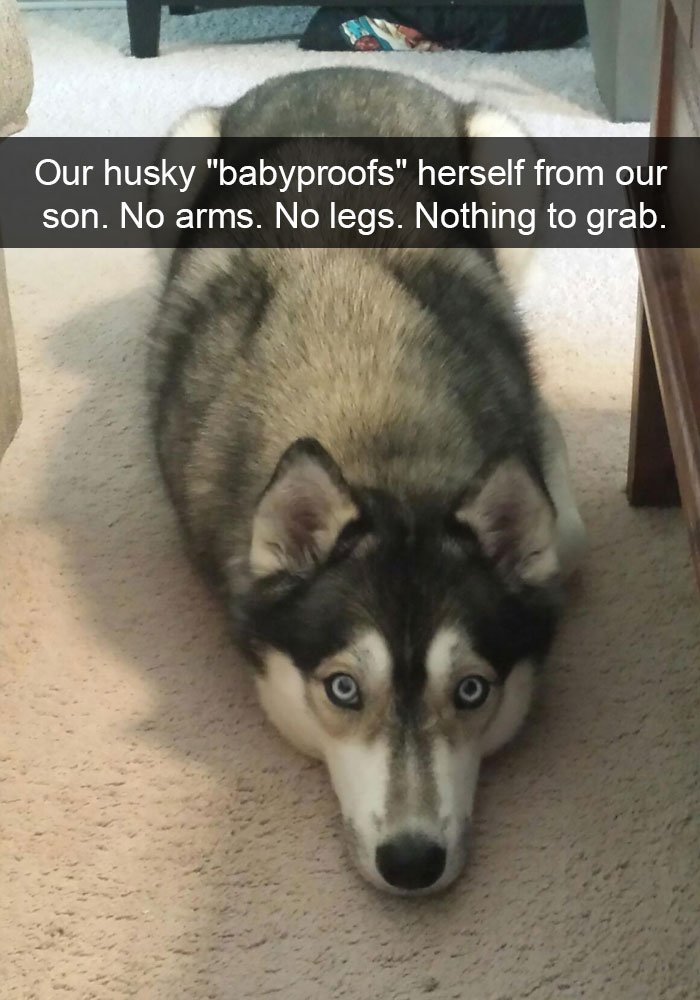 Hilarious Posts About Huskies