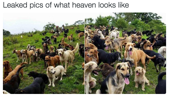 Pics of dogs to make you believe in heaven