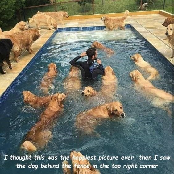 Pics of dogs to make you believe in heaven