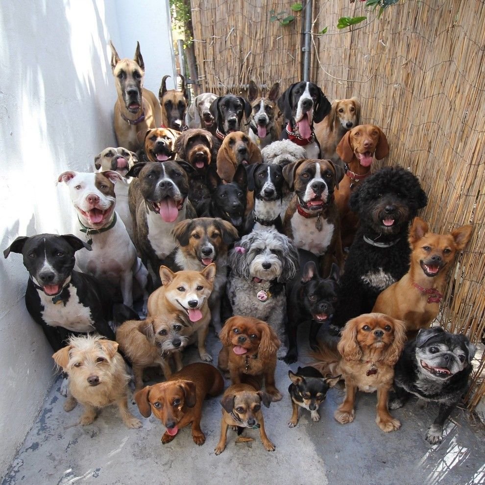 Pics of dogs to make you believe in heaven