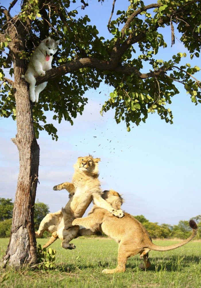 coconut tree - Husky gets stuck the internet decides to help with photoshop