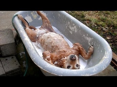 hilarious dogs 