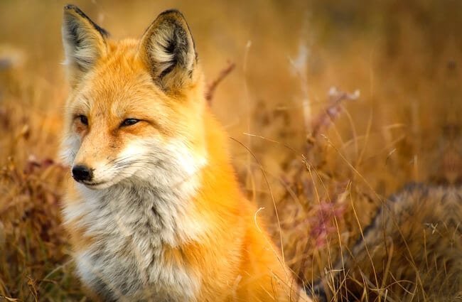 Stunning Winter Fox Photos