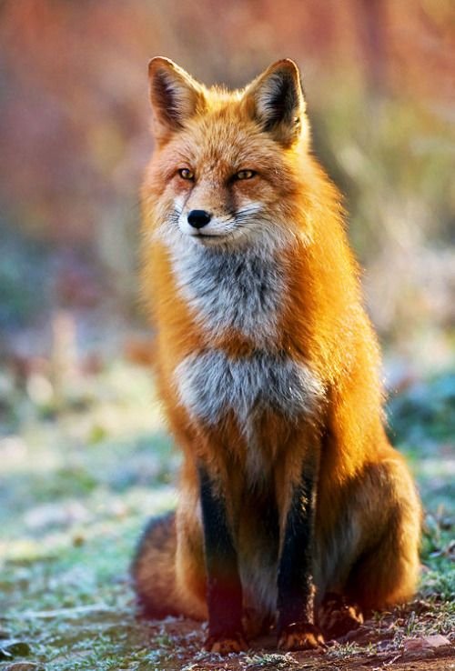 Stunning Winter Fox Photos