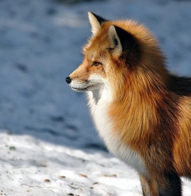 Stunning Winter Fox Photos