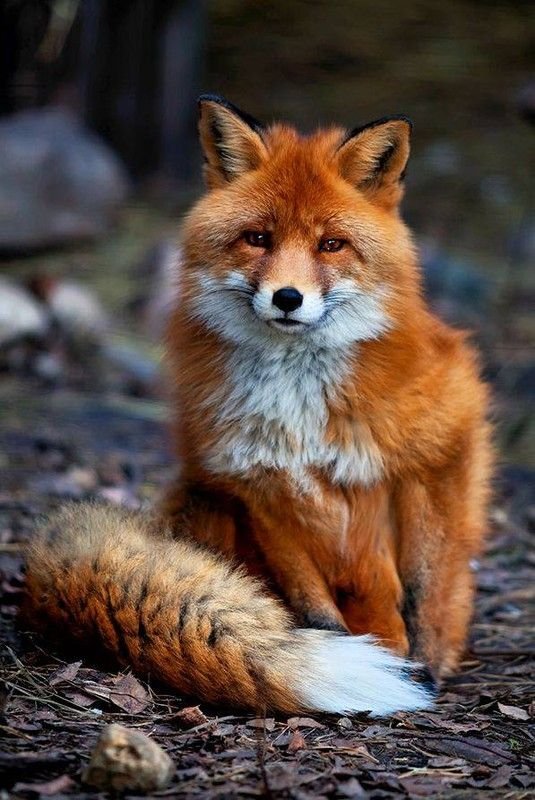 Stunning Winter Fox Photos