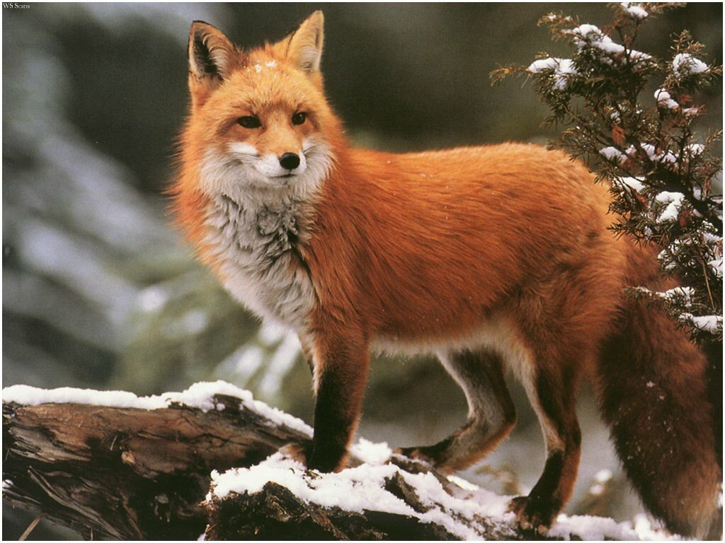 Stunning Winter Fox Photos