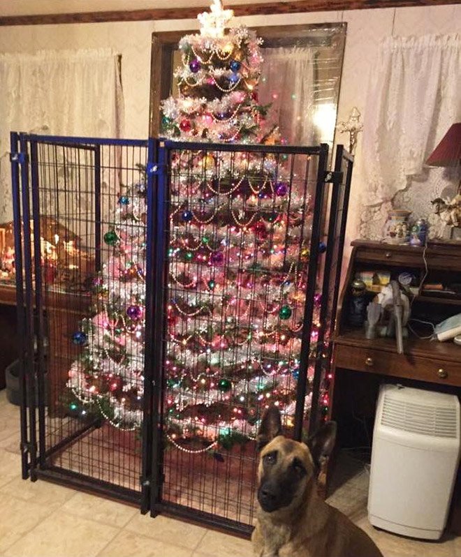 animal owner protecting christmas tree 