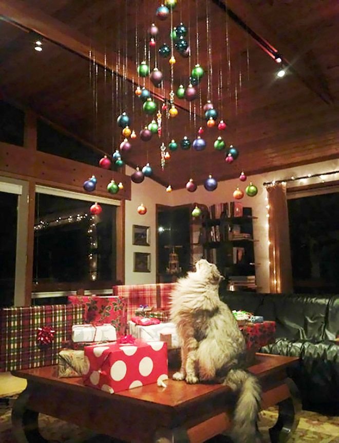 animal owner protecting christmas tree 