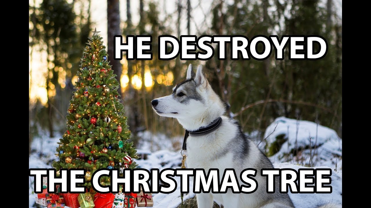 Animal Owners Protecting Christmas Tree