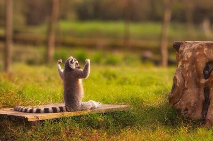 yoga and animals 