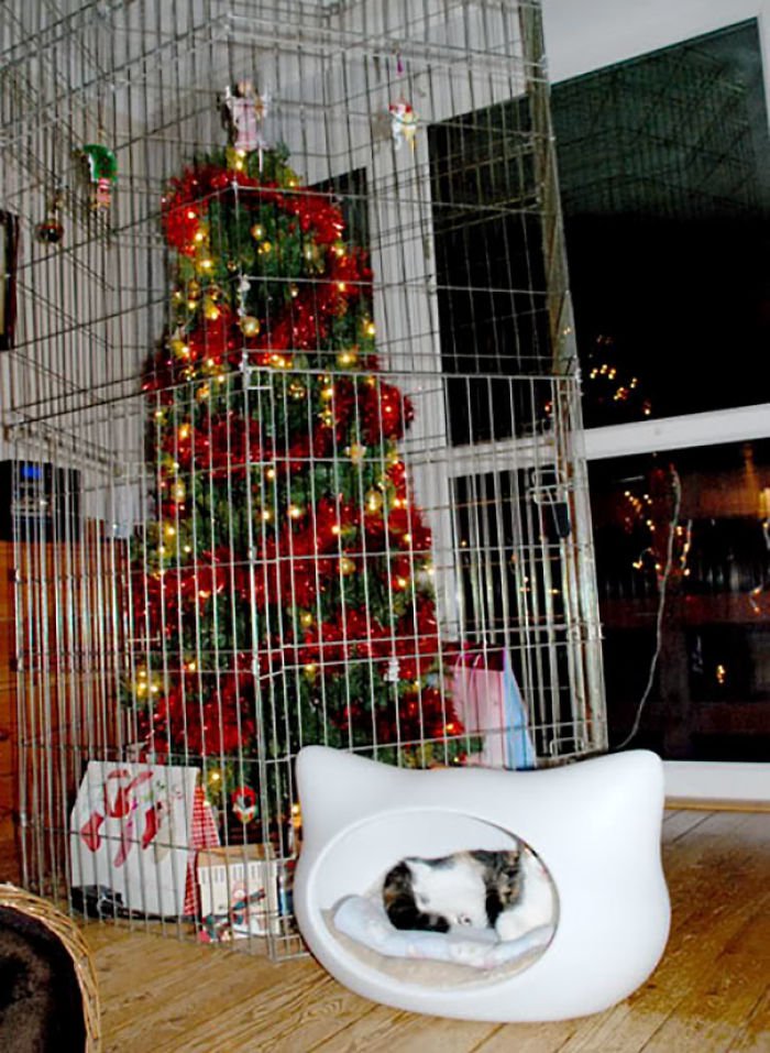 Animal Owners Protecting Christmas Tree