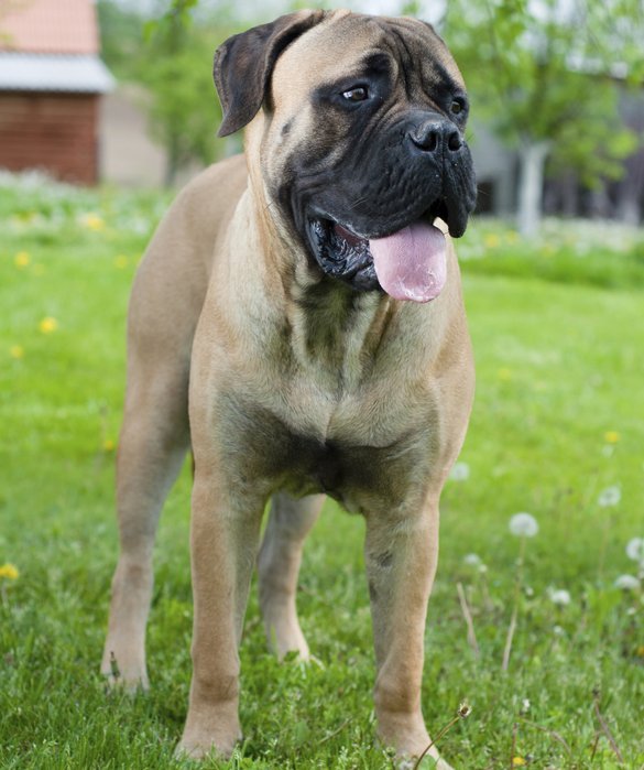 Bull Mastiff