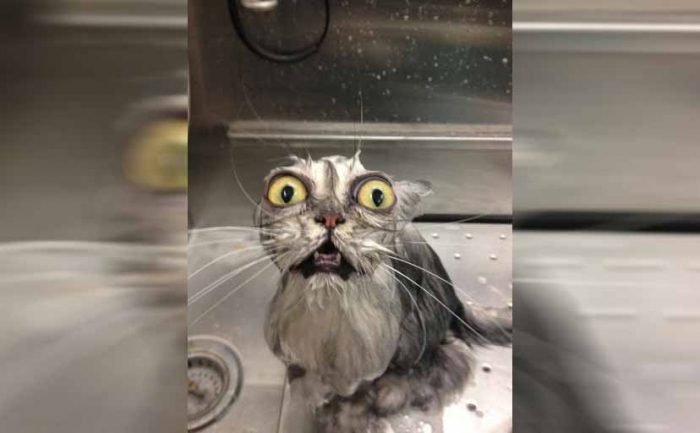 Cats Who Definitely Regret Their Decisions